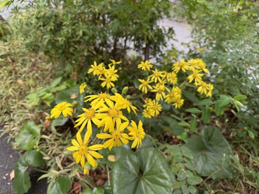 石蕗の花が咲きました