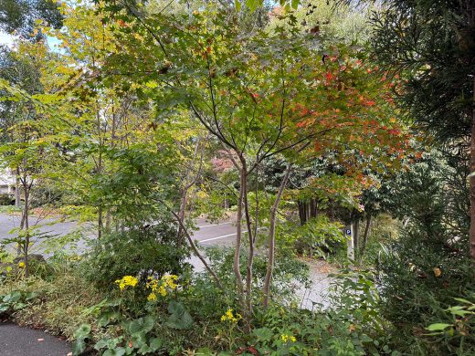 伊豆高原の紅葉、見頃のピークはこれから